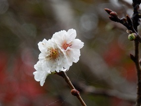 冬に咲く桜の花