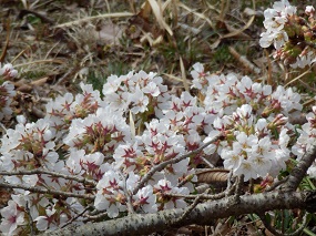 「寝桜」の花の様子
