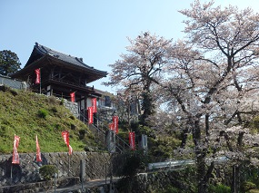円福寺さん正面階段と桜