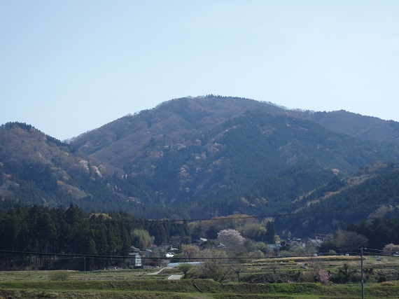 往生山の桜の開花状況(2016年4月16日午前の様子)
