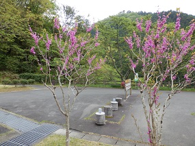 いわき市遠野オートキャンプ場内に咲く、花蘇芳(ハナズオウ)。
