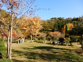オートキャンプサイトの各区画も紅葉の中で過ごせます。