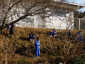 入遠野中学校の体育館わきの斜面の楮を刈っている様子です。