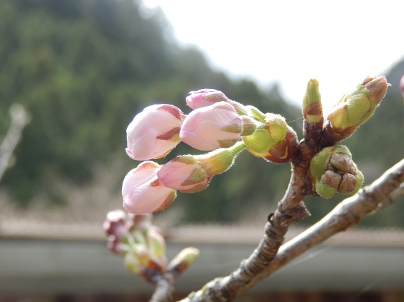 桜の蕾も多い中、ぷっくりと膨れて今にも咲きそうです。