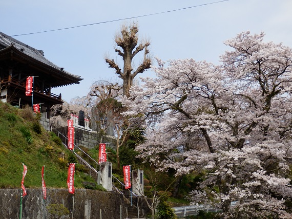 円福寺さんの境内の桜の様子。