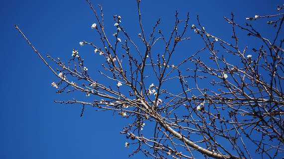 青空に桜の花、一瞬春の景色と勘違いしそうです。
